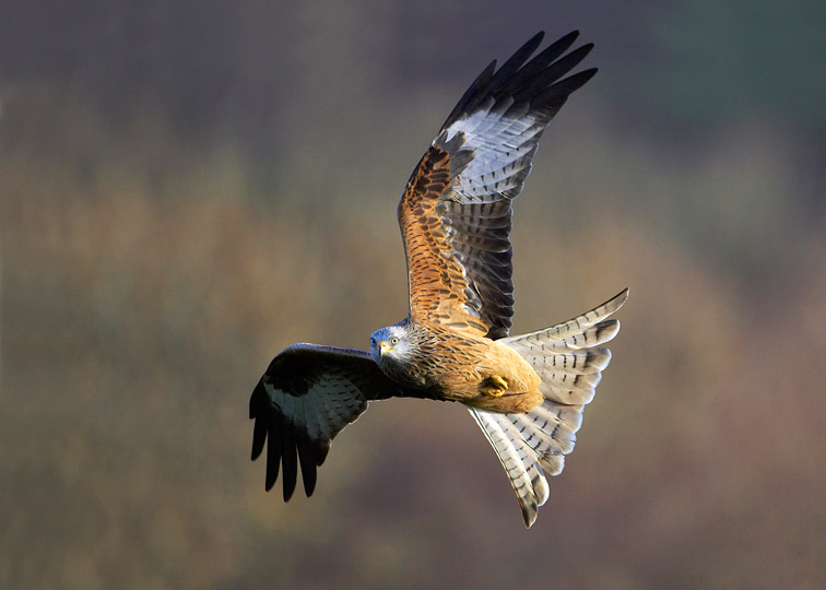Red Kite - Milvus milvus - adult in flight. Wales. January 2007. 